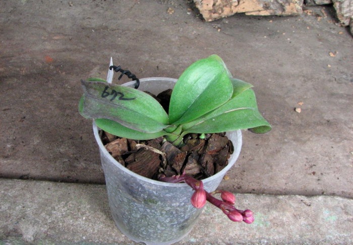 Asconopsis Jiaho's Orange 'Little Sweet Orange'.JPG