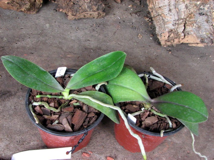 Растение с левой стороны с цветоносом.