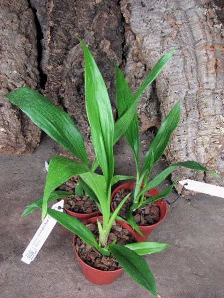 Bollopetalum Midnight Blue 'Cardinal's Roost'.JPG