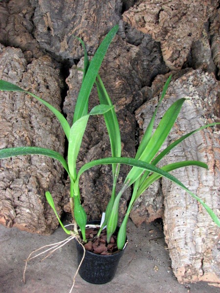 Encyclia radiata.JPG