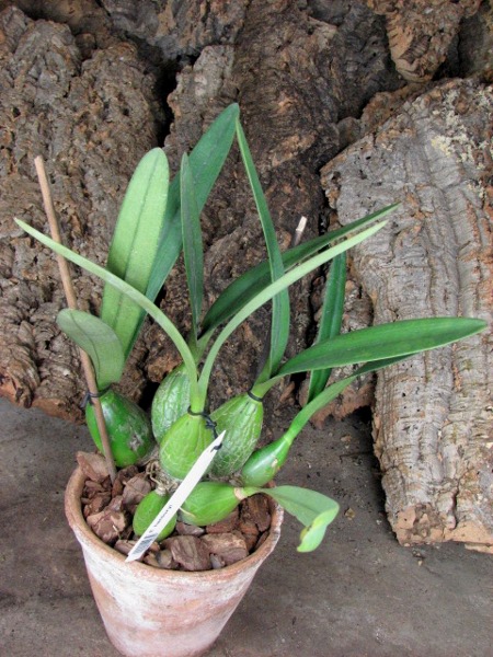 Encyclia hanburyi.JPG