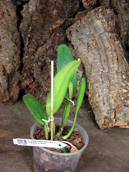 Cattleya quadricolor amesiana 'Patricia' x SELF.JPG