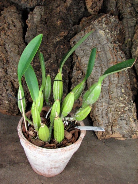 Laelia anceps Dawsonii f. Chiapensis.JPG