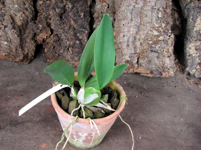 Laelia anceps guerrero x Laelia rubescens.JPG