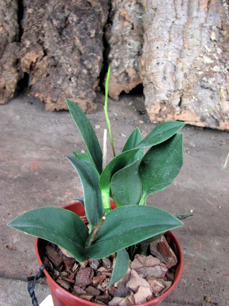 Epidendrum longipetalum.JPG