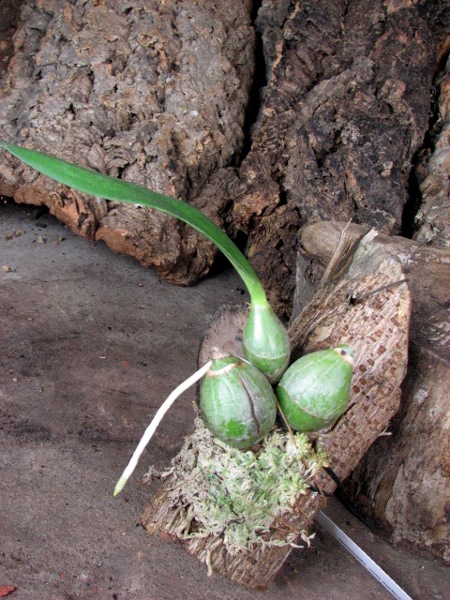 Laelia majale (sin. speciosa).JPG