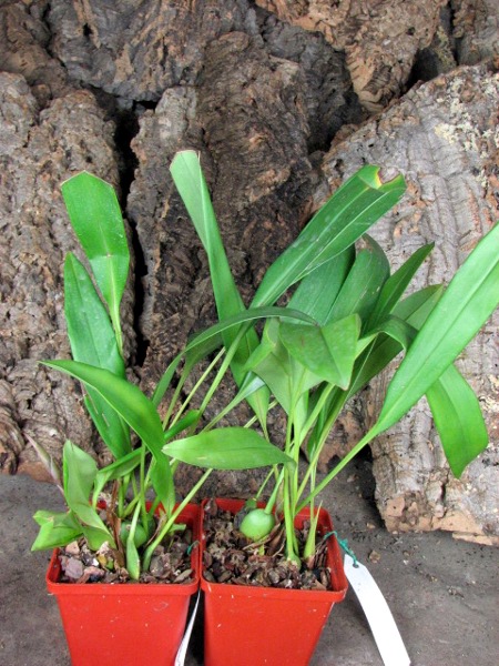 Maxillaria Sangai (Maxillaria pulla x Maxillaria striata).JPG