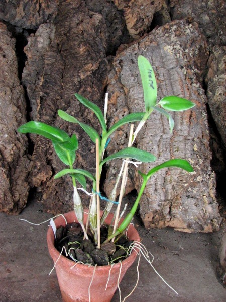 Dendrobium crumenatum.JPG
