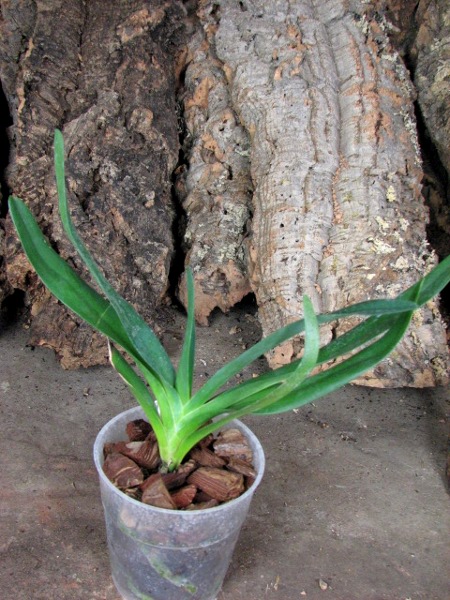 Angraecum sesquipedale.JPG