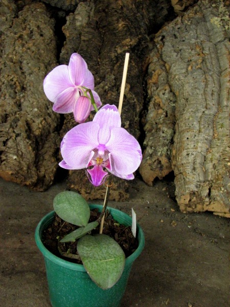 Phalaenopsis hybrid mix.JPG