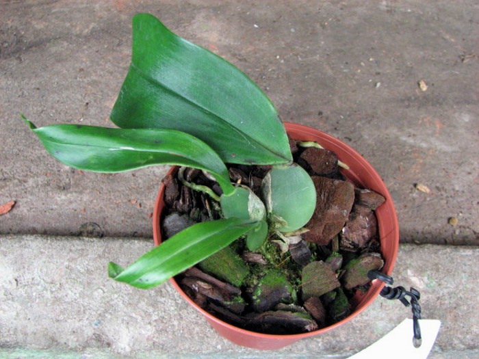 Trichopilia marginata.JPG