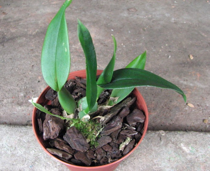 Trichopilia marginata.JPG