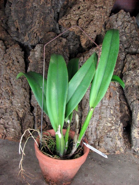 Brassolaeliocattleya Young Kong 'Sun No16'.JPG