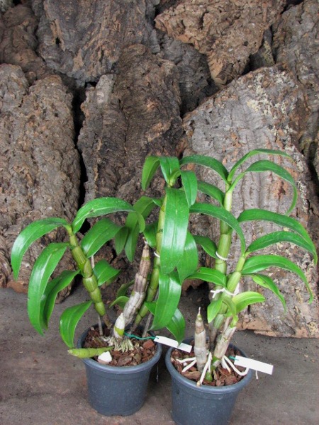 Dendrobium formosum.JPG