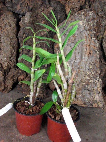 Dendrobium draconis.JPG