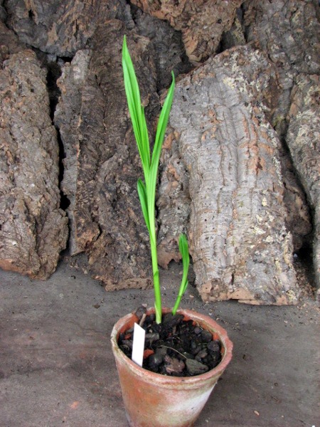 Bletilla striata.JPG