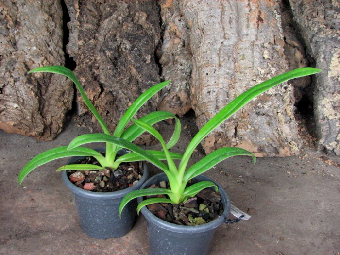 Phragmipedium Memory Dick Clements (besseae x sargentianum).JPG