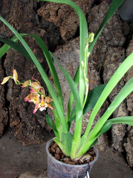 Wilsonara Pacific Panache 'Kenny Boy'.JPG