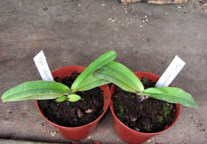 Paphiopedilum charlesworthii.JPG
