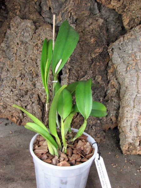 Laeliocattleya Tainan City 'General' (Royal Empreor x Waianae Sunset).JPG