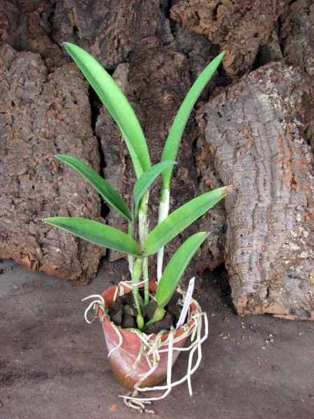 Brassocattleya Little Marmaid 'Janet'.JPG