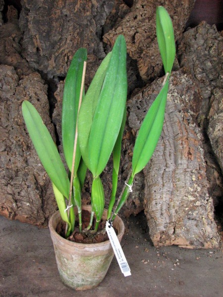 Laelia purpurata carnea (dark lip x St. Nicolau).JPG