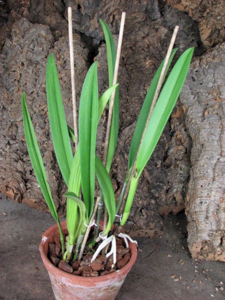 Brassocattleya Saint Andre (Cattleya dowiana aurea x Brassavola nodosa).JPG