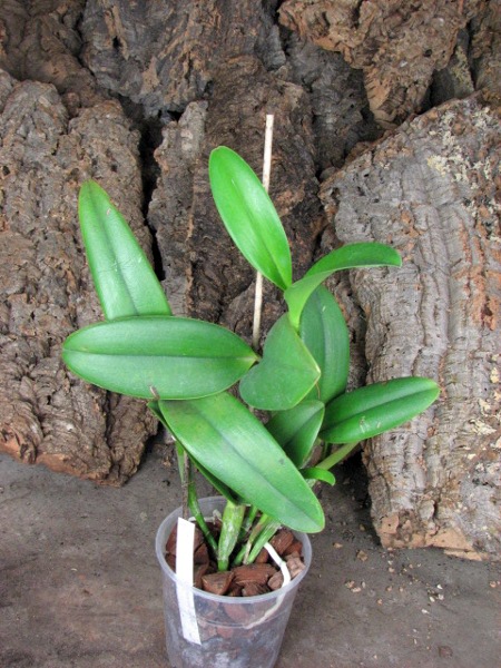(Brassavola digbyana x Rhyncholaeliocattleya Kuwale Gem) 'ORCHIS'.JPG