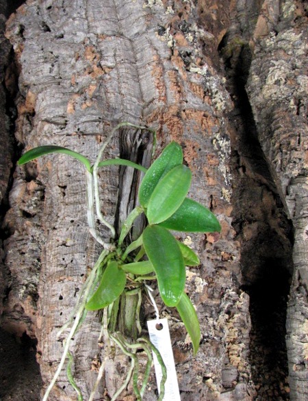 Cattleya intermedia sanguinea 'do Padre Vitus' x Cattleya intermedia flamea 'BF-96'.JPG