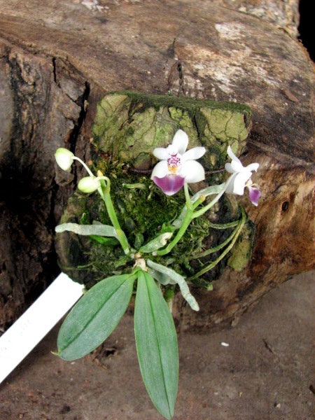 Phalaenopsis parishii.JPG