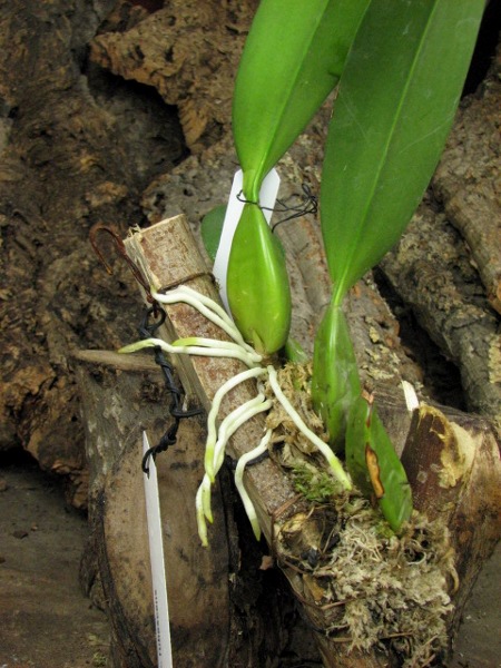 Laelia rubescens.JPG