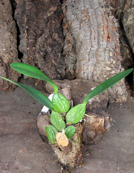 Laelia rubescens.JPG