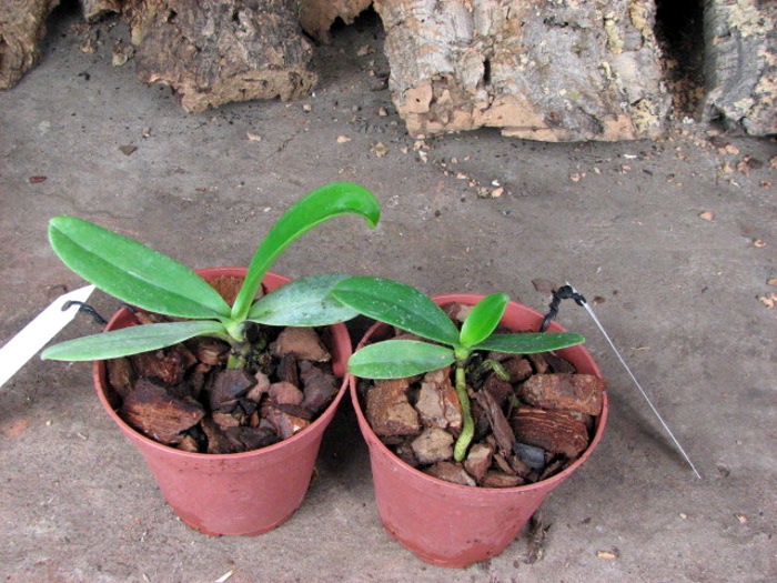 Sedirea japonica.JPG