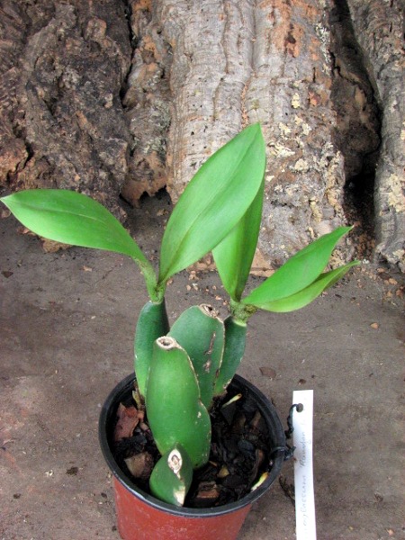 Rossioglossum 'Rawdon Jester' (Rossioglossum grande x Rossoiglossum williamsianum).JPG