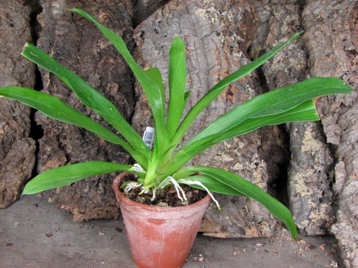 Huntleya meleagris.JPG