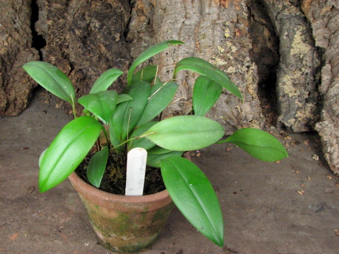 Pleurothallis stellis.JPG