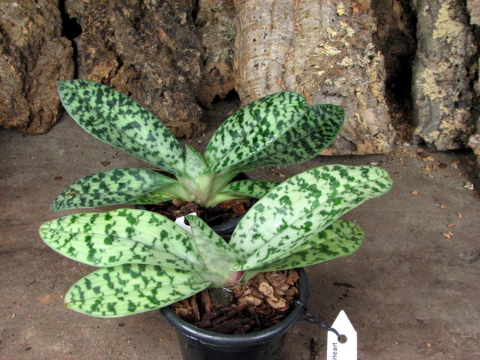 Paphiopedilum curtisii x Shin-Yi Heart.JPG