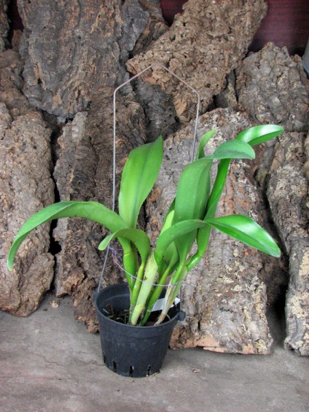 Potinara Haw Yuan Gold 'YC#2' (Pot. Lemon Tree x Blc. Tassie Barbero).JPG