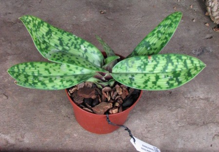 Paphiopedilum Maudiae Vinicolor 'Schwarze Madonna'.JPG