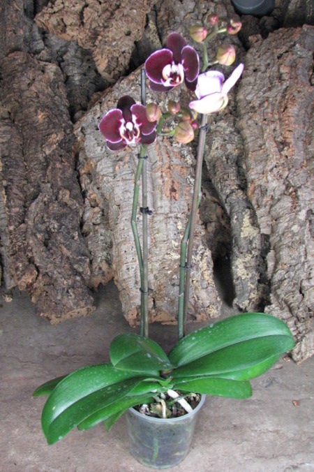 Phalaenopsis Elegant Debora.JPG