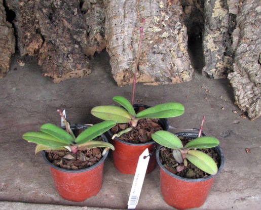 Doritaenopsis Lius Sakura.JPG