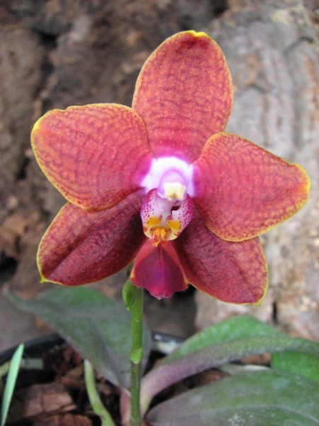 Phalaenopsis Sogo Lawrence x Phalaenopsis Kung's Red Cherry.JPG