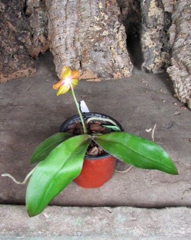 Phalaenopsis Sogo Lawrence x Phalaenopsis Kung's Red Cherry2.JPG