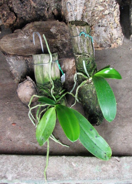 Phalaenopsis lueddemanniana.JPG