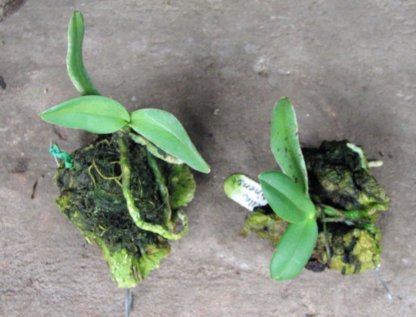 Amesiella philippinensis.JPG