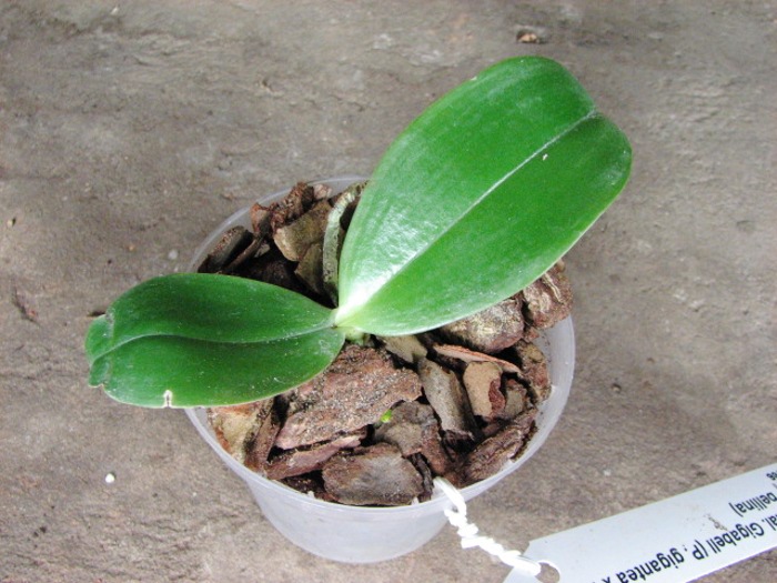 Phalaenopsis Gigabell (P. gigantea x P. bellina).JPG