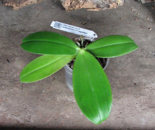 Phalaenopsis David Lim (P. amboinensis x P. gigantea)2.JPG