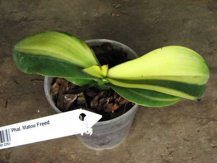 Phalaenopsis Matou Freed.JPG