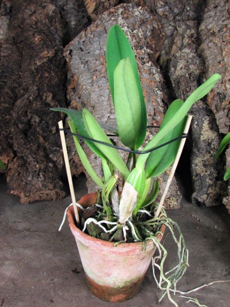 Cattleya labiata alba 'Nuvem Branca' x Cattleya labiata coerulea 'Estrelinha'.JPG