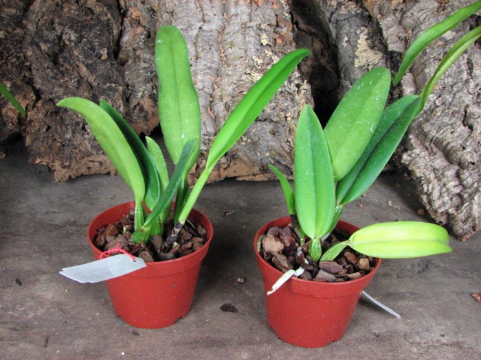 Cattleya percivaliana rosa 'Castro' (quase semi alba) x SELF.JPG